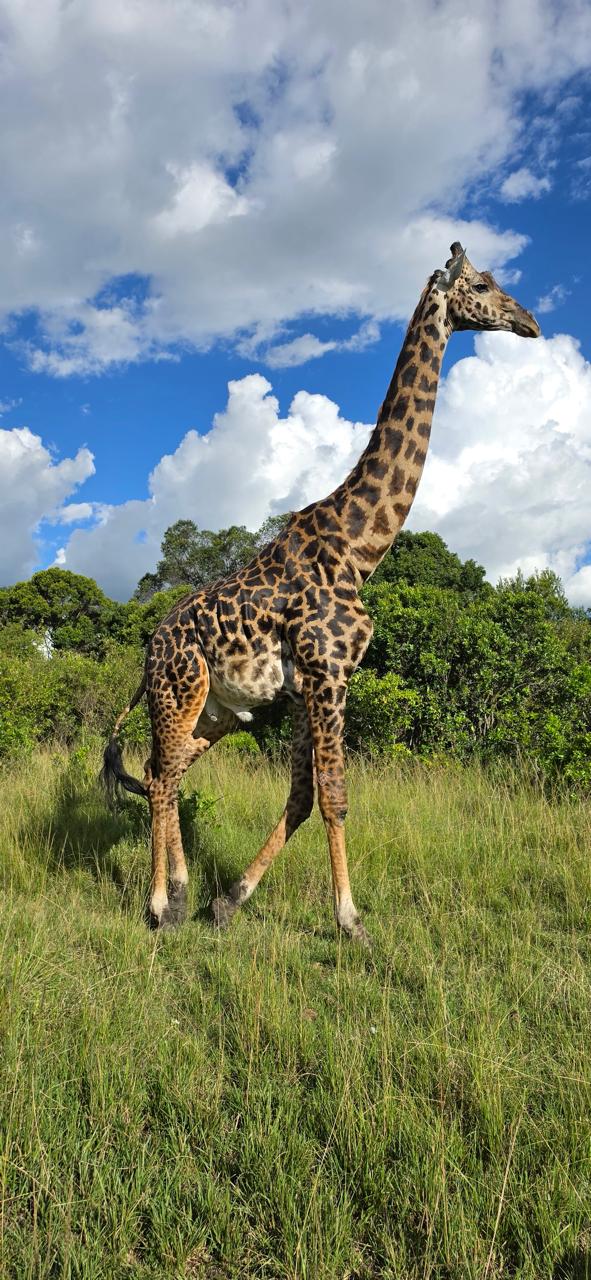 Giraffe