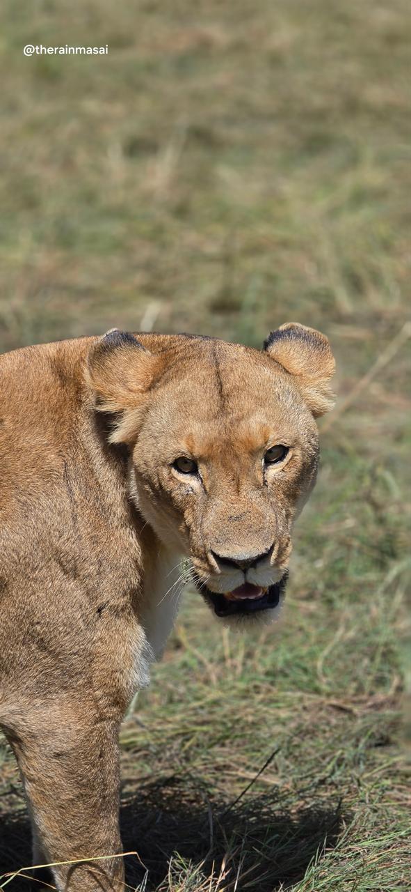 Lioness portrait in the morning light