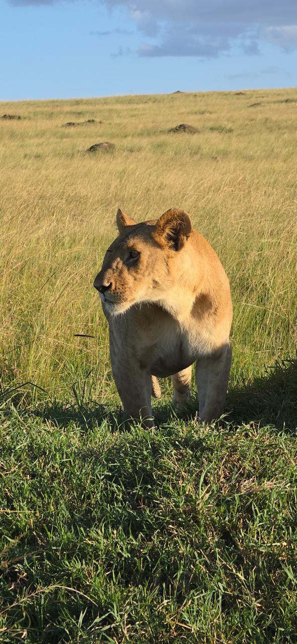 Lioness in the golden Mara grass at sunset