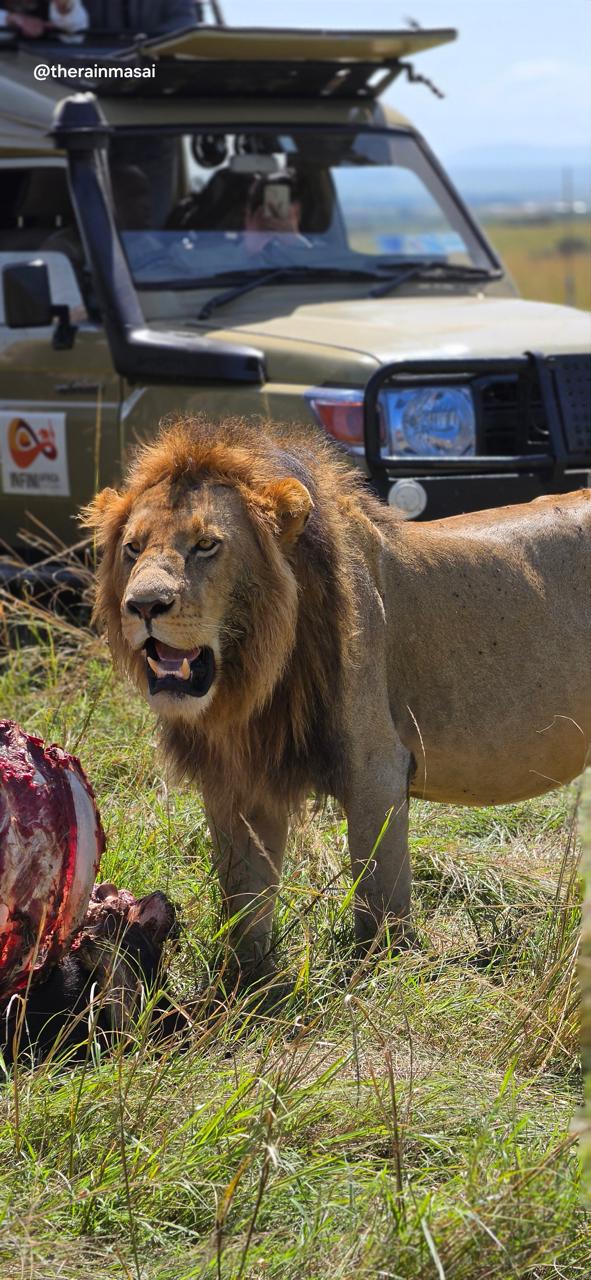 Lion on a fresh kill, vehicle in view